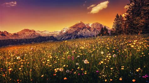 Download Wallpaper 1920x1080 Landscape Plants Mountains Sunset Full