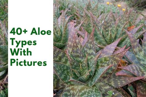 50 Interesting Types Of Aloe Plants With Pictures Succulent Alley