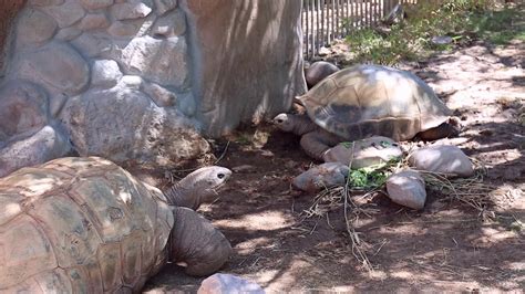 Aldabra Tortoises Settle Into Their New Habitat Youtube