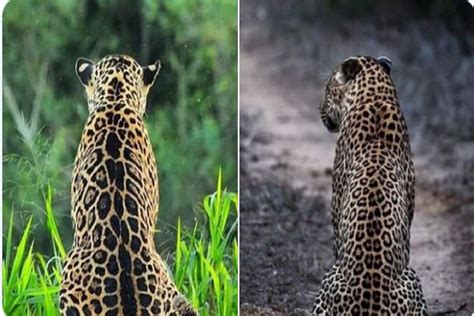Can You Spot the Difference between a Jaguar and Leopard? Big Cat ...