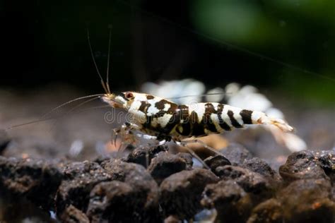 Black Tiger Galaxy Dwarf Shrimp Look For Food In Aquatic Soil Of