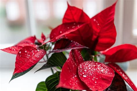 What To Do With Poinsettias After Christmas Dont Throw Away Florgeous