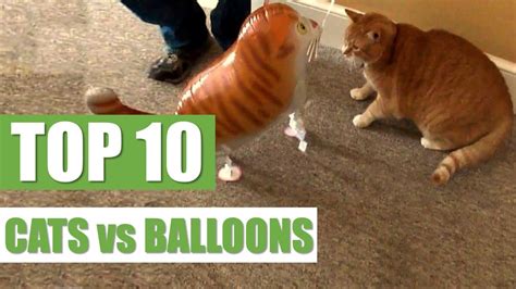 Top 10 Cats Vs Balloons Youtube