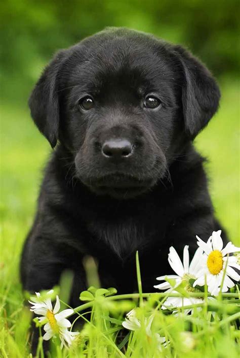 Find black lab in dogs & puppies for rehoming | 🐶 find dogs and puppies locally for sale or adoption in ontario : Black Lab - A Complete Guide to the Black Labrador Retriever