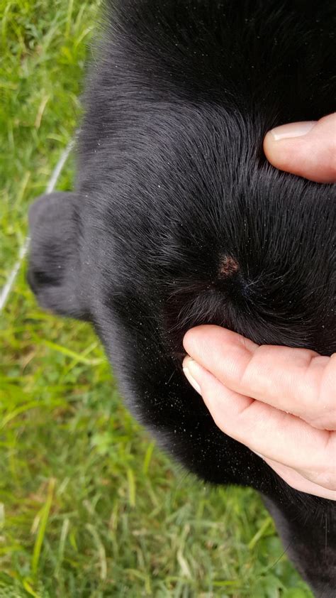 What Is The Bump On The Top Of My Dogs Head