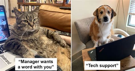 #spongebob #pets are people too #nickelodeon #music #songs #nicktoons #a place for pets. People Are Sharing Funny Pictures Of Their New "Co-Workers ...