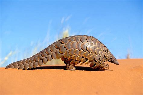 Pangolins are the world's only scaly mammal. Pangolins are being blamed for coronavirus - and I'm sorry ...
