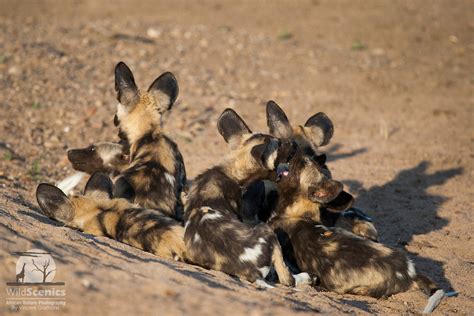 African Wild Dog Puppies Wild Scenics Photography