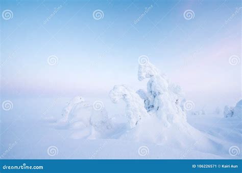Frozen Trees In The Nature Of Finnish Lapland Stock Image Image Of