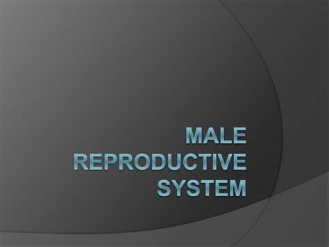 PPT Male Reproductive System PowerPoint Presentation Free Download ID
