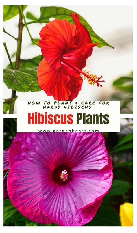 Hardy Hibiscus Guide How To Plant Care For Hibiscus Plants Artofit