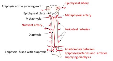 Blood Supply Of Long Bone Primarycategory Anatomy Qa