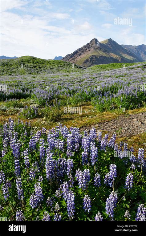 Landscape Of Arctic Lupins Skafafell Iceland Stock Photo Alamy