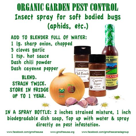 Organic Garden Pest Control Recipe Trusper