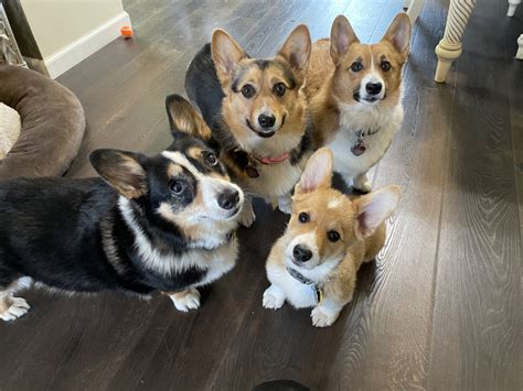 Teaching Four Corgis To Sit Quietly And Wait To Be Let Out The Back