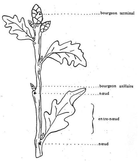 Les Différentes Parties De La Tige