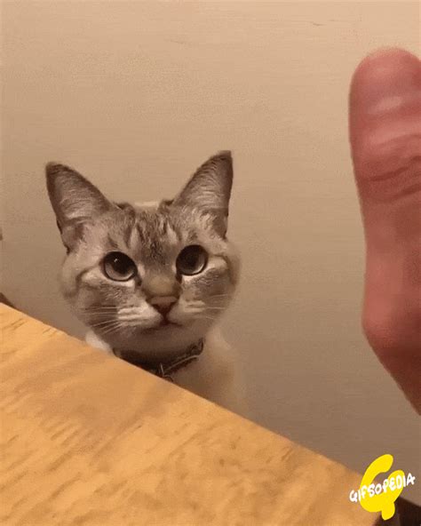 Yay High Five Cats Funny Cat Pictures Funny Animals