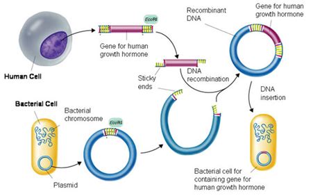 In most bacteria with a circular chromosome, such a recombination event would be lethal because the chromosome could not replicate properly and it. Process Of Recombinant DNA Technology (Genetic Engineering ...
