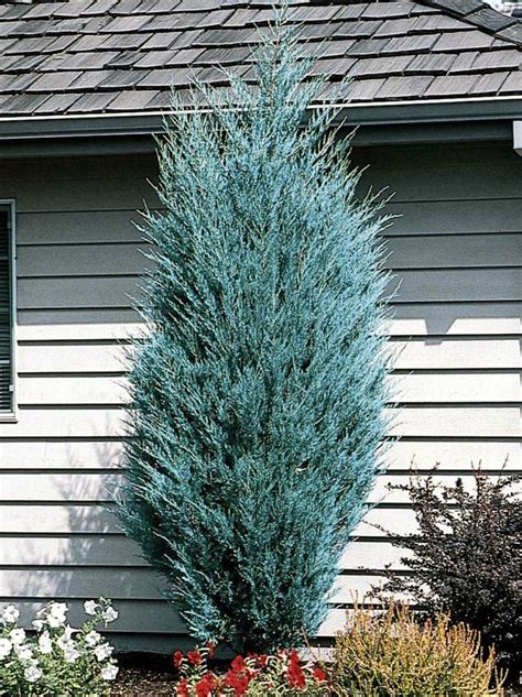 How To Choose Plant And Grow Junipers Hgtv