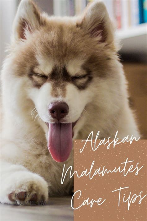 Alaskan Malamute Puppy Brown Pets Lovers