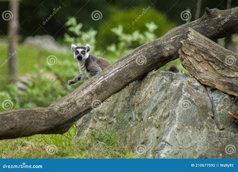 A Ring Tailed Lemur Hiding From Predators And Nosy People Stock Photo