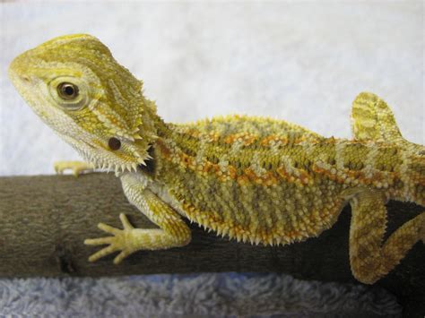 Bearded Dragons Are Lovely Wee Reptiles They Can Have A Very Gentle