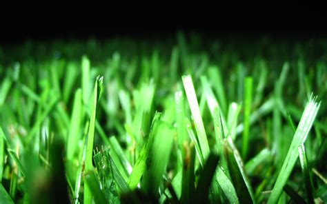 Grass Picture Image Abyss