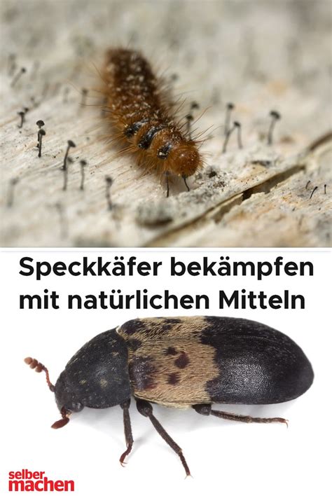 Flugameisen werden fälschlicherweise oft für eine eigene gattung gehalten. Speckkäfer bekämpfen mit natürlichen Mitteln: So wirst du ...