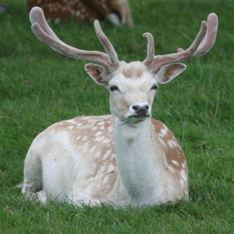 Fallow Deer