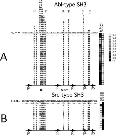 Primary Structure Of The Sh3 Domains That Bind To Two Types Of Proline