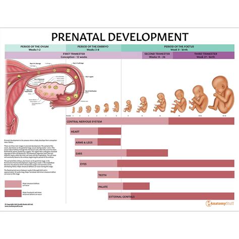 Prenatal Development Chart