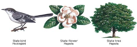 I have never been more proud of any stamps than the ones we are issuing today. said u.s. Mississippi State Bird, Flower and Tree | Birds, Flowers
