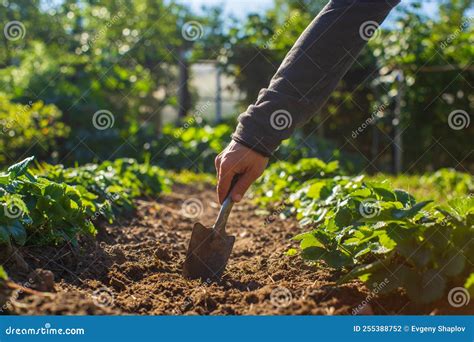 Farmer Cultivating Land In The Garden With Hand Tools Soil Loosening