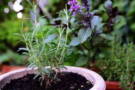 Growing Organic Rosemary In Containers And Pots