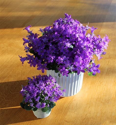 Free Images Blue Flora Potted Plant Painting Purple Flowers