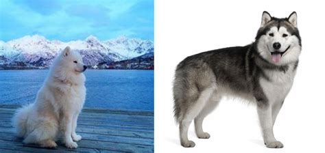 Samoyed Vs Alaskan Malamute Breed Comparison Mydogbreeds
