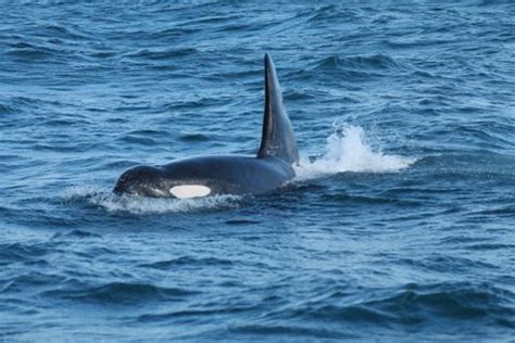 Killer Whales Have Been Seen Off The Mendonoma Coast Mendonoma Sightings