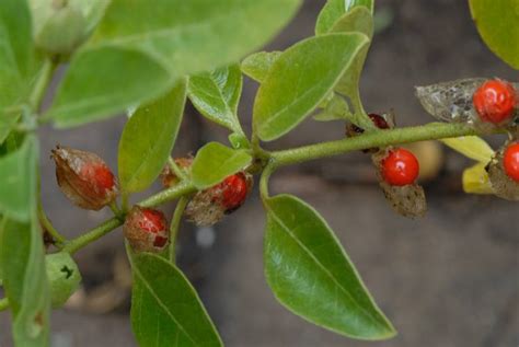 Herbal Solutions For Seasonal Affective Disorder Seed Sistas