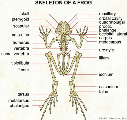 SkyGecko: Skeletal Metamorphosis