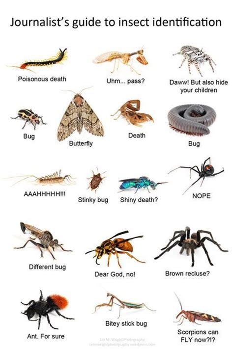 Bug Identification Guide For Kids Wrapapalon