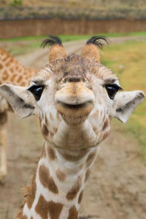 Best 25 Baby Giraffes Ideas On Pinterest One Month Old Hello To And