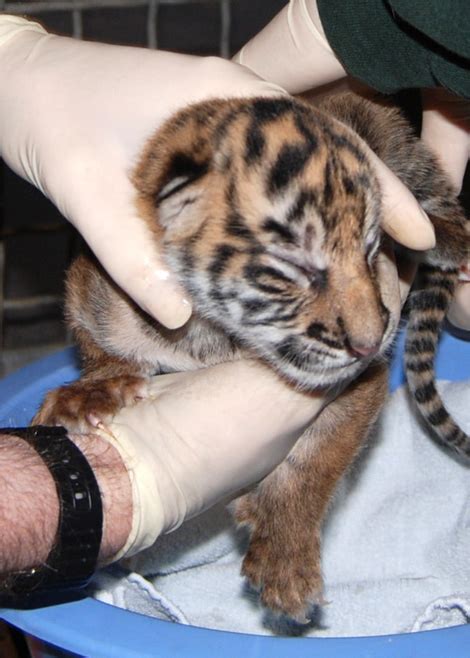 Rare Sumatran Tiger Cub In Sacramento Zooborns