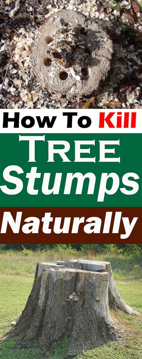 How To Kill Tree Stumps Naturally Removing Tree Stumps Balcony