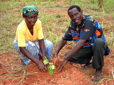 Tree Planting In Africa Malawi