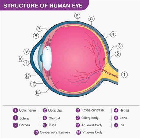 What Is The Structure And Function Of The Human Eye Quora