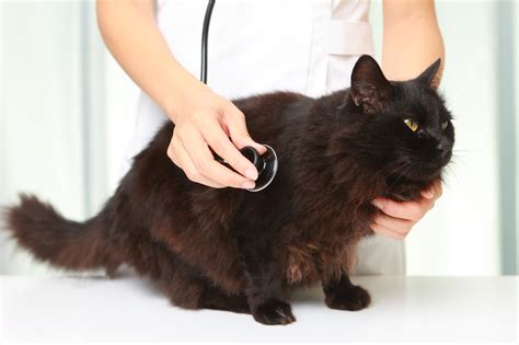 Cushings Disease Can Strike Cats Catwatch Newsletter