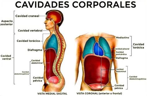 Cavidades Corporales Regiones Y Cuadrantes Anatomía Humana General