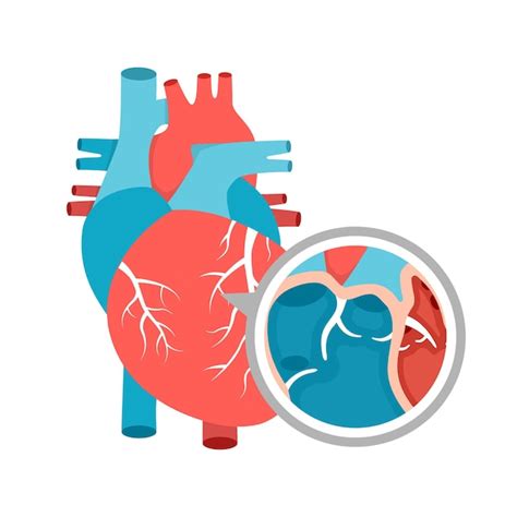 Premium Vector Human Heart Anatomy Closeup Educational Diagram With