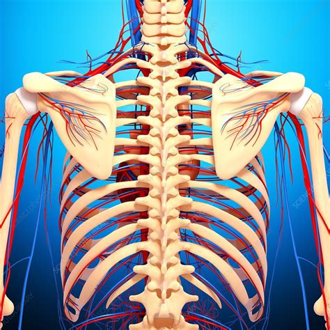 The diaphragm forms the upper surface of the abdomen. Back anatomy, artwork - Stock Image - F005/9400 - Science ...