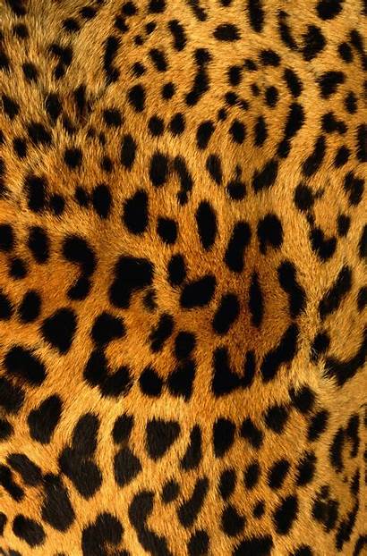 Leopard Skin Fur Texture Background Wallpapers Mobile